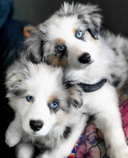 Australian shepherd welpen.jpg